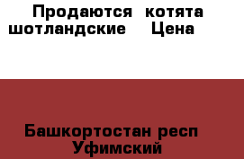 Продаются  котята шотландские  › Цена ­ 3 000 - Башкортостан респ., Уфимский р-н Животные и растения » Кошки   